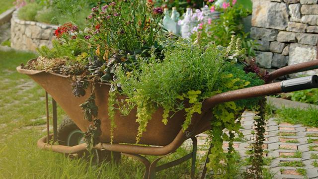 wheelbarrow with plants